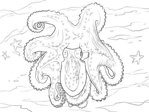 Spider Octopus Coloring page