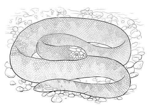 Spine Bellied Sea Snake Coloring page