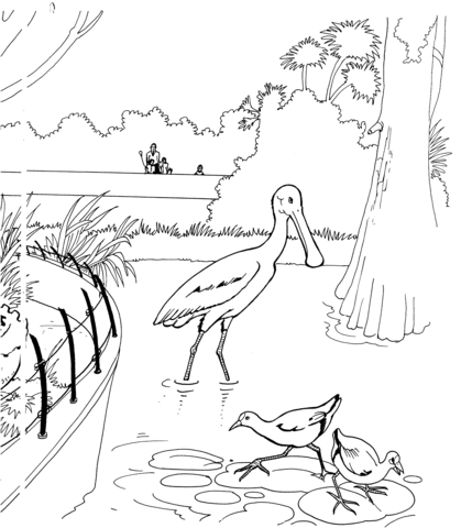 Spoonbill Bird in a Zoo Coloring page
