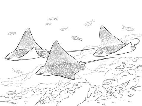 Spotted Eagle Rays Coloring page