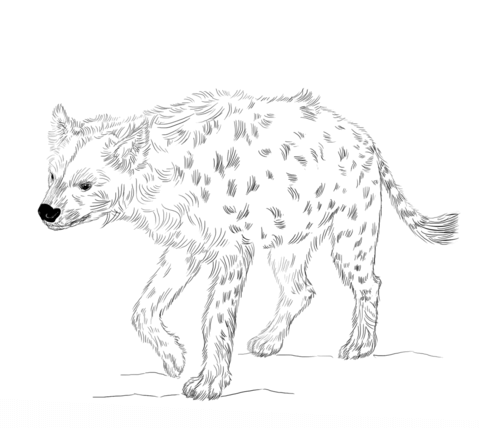 Spotted Hyena Coloring page