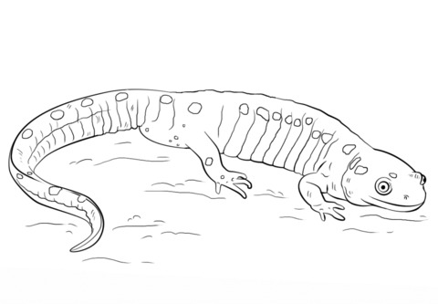 Yellow-spotted salamander  Coloring page