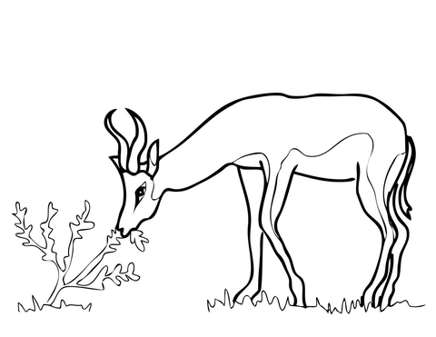 Springbok from South Africa Coloring page