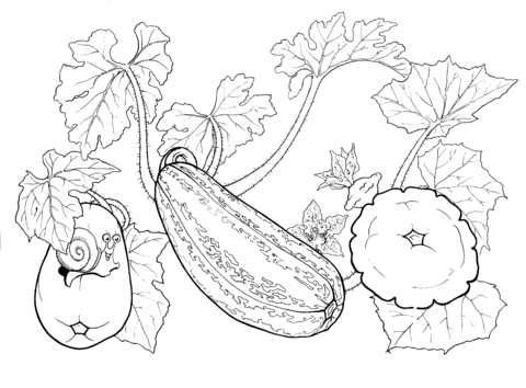Squash  Coloring page