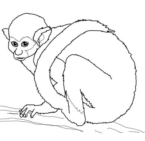 Squirrel Monkey Coloring page