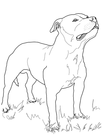 Staffordshire Bull Terrier Coloring page