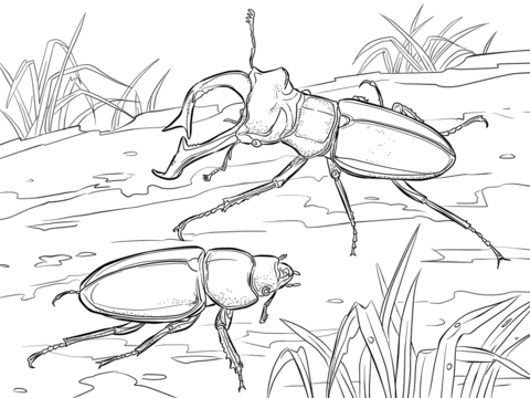Stag Beetles Coloring page