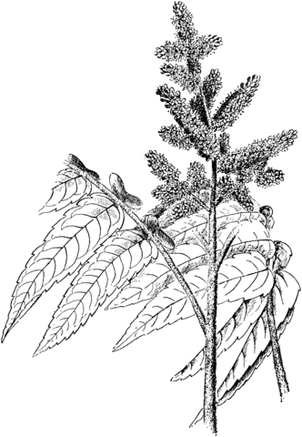 Staghorn Sumac Coloring page
