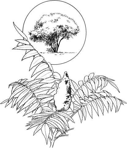 Stag's Horn Sumach Coloring page