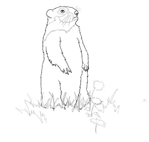 Standing Groundhog Coloring page