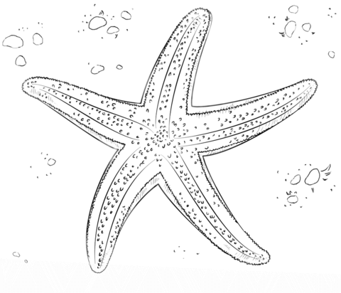 Sea star Coloring page