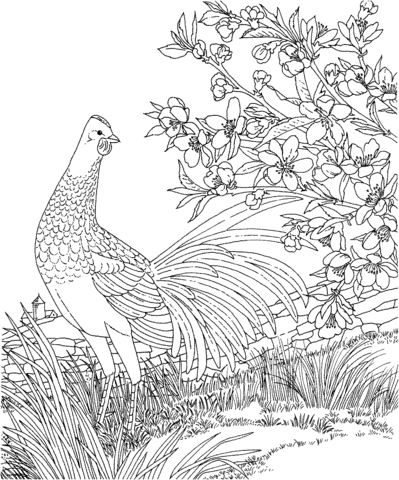 Blue Hen and Peach Blossom Delaware State Bird and Flower Coloring page