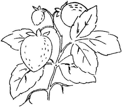 Three Strawberries on the branch Coloring page