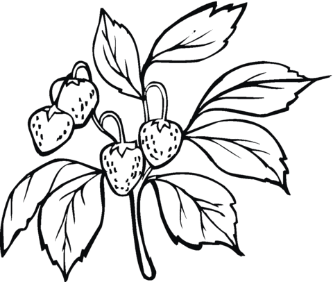 Strawberries on the branch Coloring page