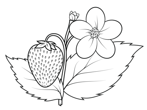Strawberry Plant Coloring page