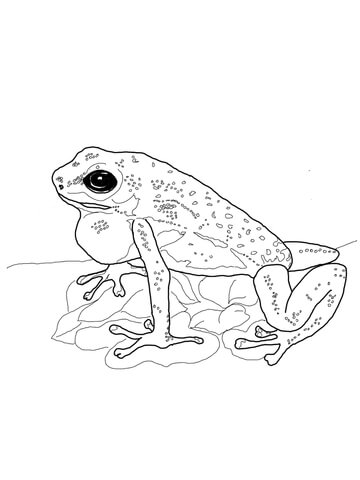 Strawberry Poison Dart Frog Coloring page