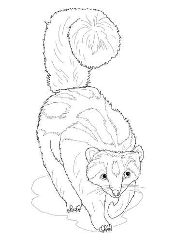 Striped Polecat Zorilla Coloring page