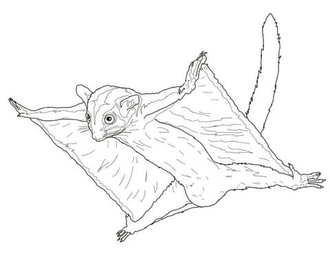 Sugar Glider Flying Coloring page