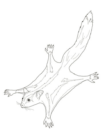 Sugar Glider Possum Coloring page