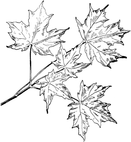 Sugar Maple Branchlet Coloring page