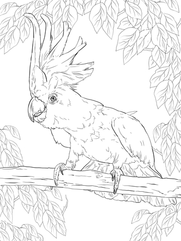 Sulphur Crested Cockatoo Coloring page
