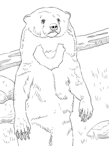 Sun Bear Portrait Coloring page