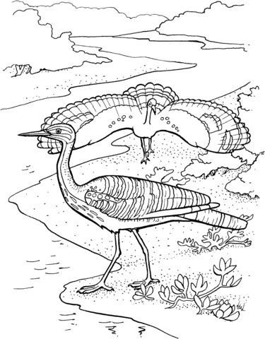 Sunbittern Coloring page