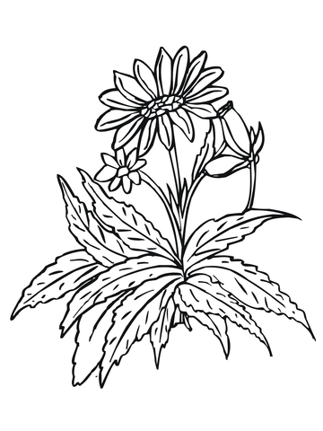 Sunflowers Coloring page