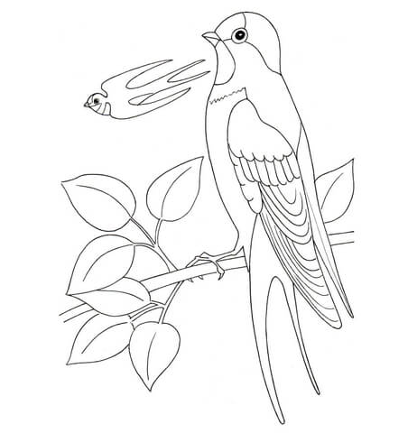 Swallow Coloring page
