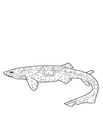 Swell shark Coloring page