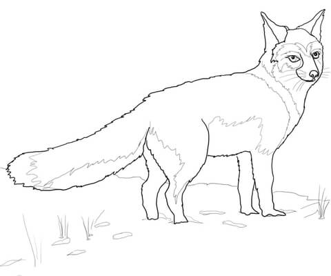 Swift Fox Coloring page