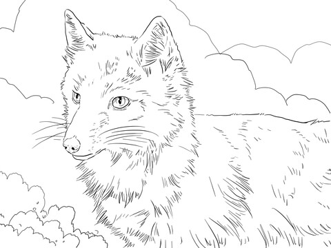 Swift Fox Portrait Coloring page