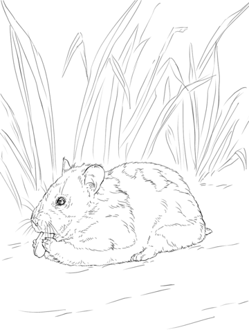 Syrian Hamster eating nut Coloring page