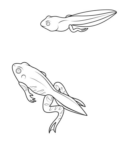 Tadpole and Froglet Coloring page