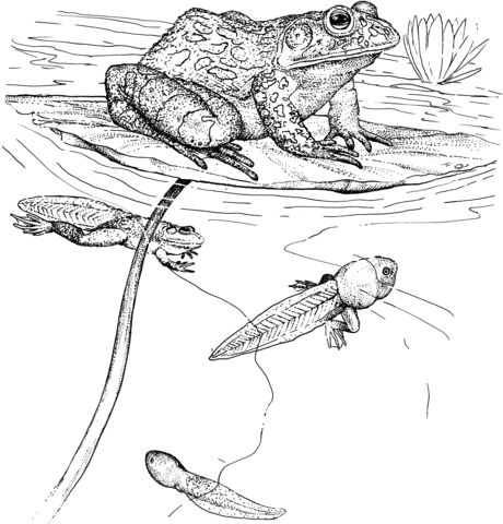 Tadpoles and Bullfrog Coloring page