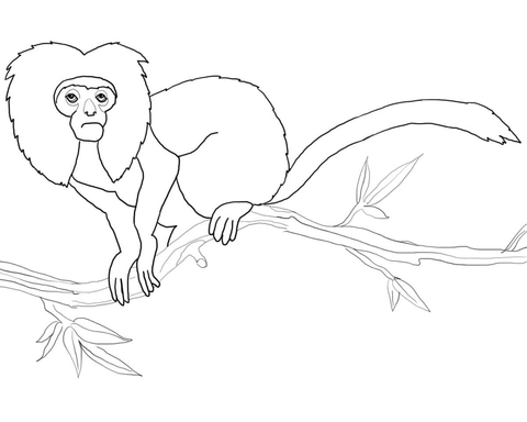 Golden Lion Tamarin Coloring page