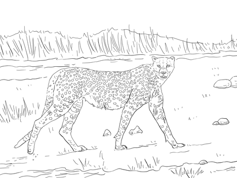 Tanzanian Cheetah Coloring page