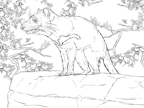 Tasmanian Devil - marsupial from Australia Coloring page