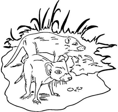 Two Tasmanian Devils Coloring page