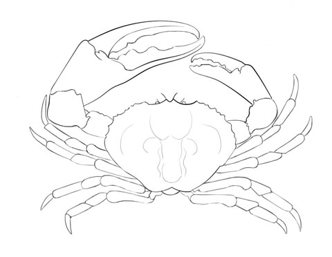 Tasmanian Giant Crab Coloring page