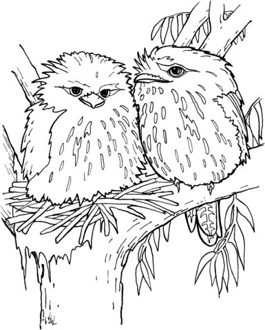 Tawny Frogmouth Coloring page