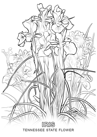Tennessee State Flower Coloring page