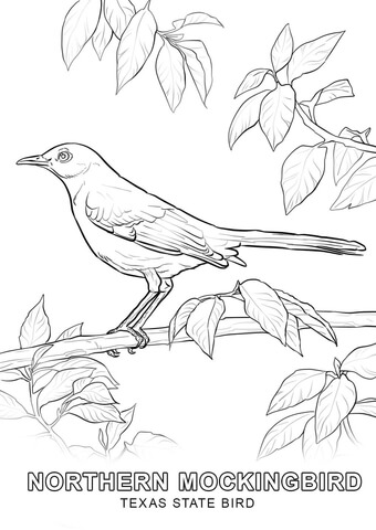 Texas State Bird Coloring page