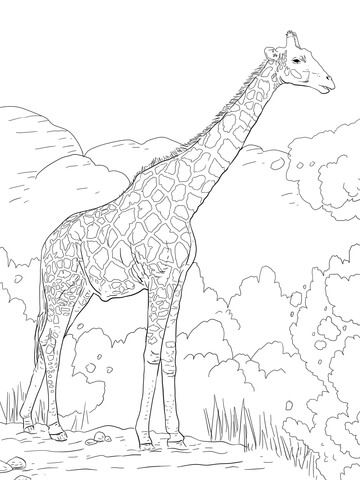 The Angolan Giraffe or the Namibian Giraffe Coloring page