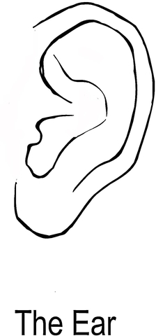 The Ear  Coloring page