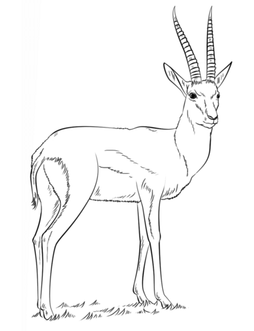 Thomson's gazelle Coloring page
