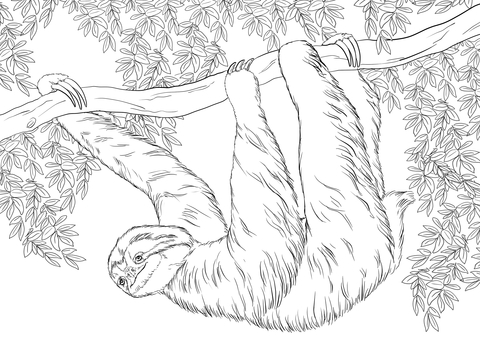 Three Toed Sloth Hanging on Tree Coloring page
