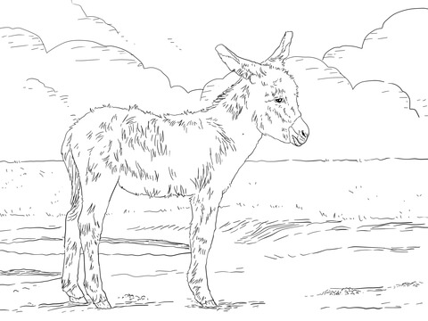 Three Weeks Old Donkey Foal Coloring page