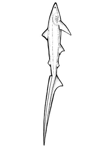 Thresher Shark Coloring page