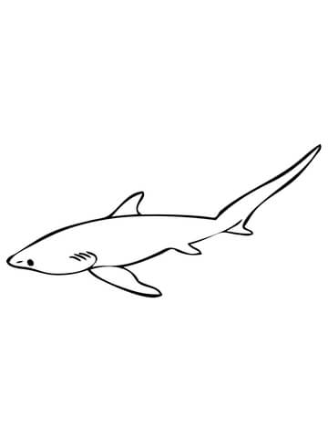Thresher Shark or Fox Shark Coloring page